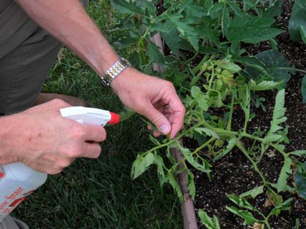 Tomatele pulverizare cu boli