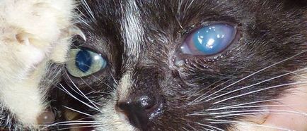 Spălarea ochi de pisica la domiciliu sau clorhexidină