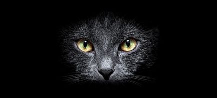 pisică neagră în casă
