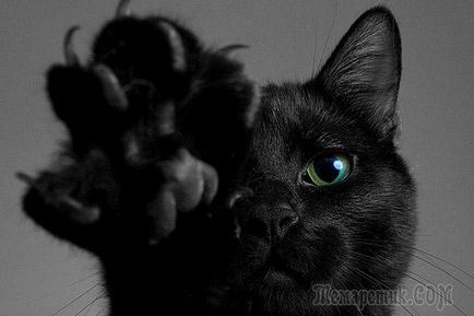pisică neagră în semne de casa