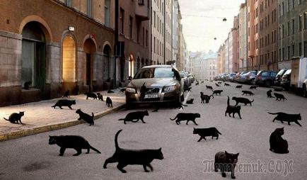 pisică neagră în semne de casa