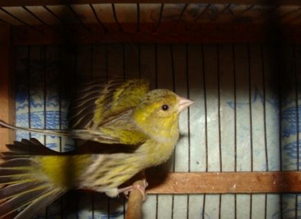 Siskins în casă și hrănirea păsărilor noastre