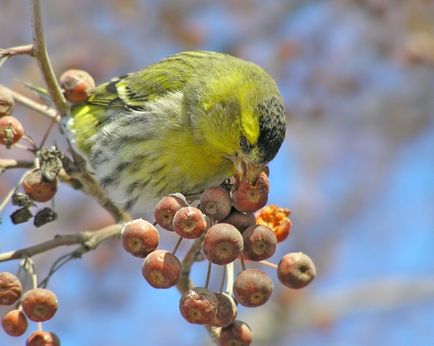 Siskins în casă și hrănirea păsărilor noastre