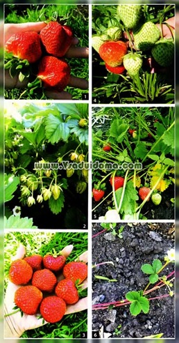 Ce ar trebui să fac în cazul în care căpșuni cultivate sau plantate dens, site-ul de grădină, cabana și plante de apartament