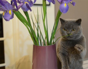 Ce se poate face în cazul în care o pisica mănâncă florile, pisica si pisica