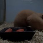 Ce se întâmplă dacă un hamster moare, cum să înțeleagă că hamster este mort, motiv