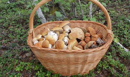 Ce se poate face cu ciuperci proaspete albe, după recoltarea iernii și pentru consum curent