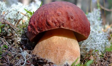 Ce se poate face cu ciuperci proaspete albe, după recoltarea iernii și pentru consum curent