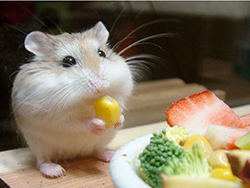 Ce să mănânce hamsteri, toate despre animale