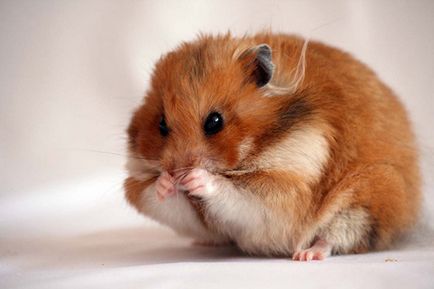 Ce să mănânce hamsteri, toate despre animale