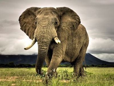 Ce poate un elefant