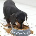 Ce poate Dachshund, decordog (produse alimentare) Ce poate Dachshund, decordog