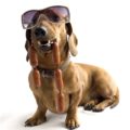 Ce poate Dachshund, decordog