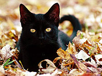 Ce fac pisicile negre - acest lucru este interesant