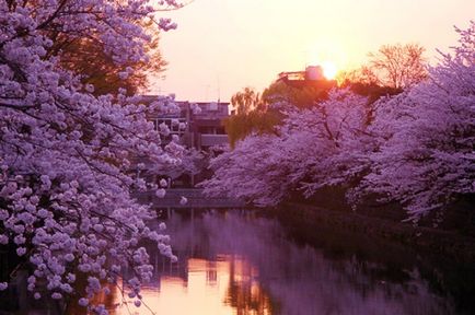 Ce se întâmplă cu natura japoneza martie 16 martie 2015 - vedere din interior () Ce se întâmplă cu natura japoneza martie 16 martie 2015 - vizualizare interior