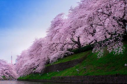 Ce se întâmplă cu natura japoneza martie 16 martie 2015 - vedere din interior () Ce se întâmplă cu natura japoneza martie 16 martie 2015 - vizualizare interior