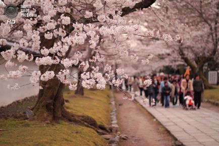 Ce se întâmplă cu natura japoneza martie 16 martie 2015 - vedere din interior () Ce se întâmplă cu natura japoneza martie 16 martie 2015 - vizualizare interior