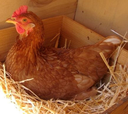 Cum sa faci pui nu sta pe ouă și le-a dus la un gălbenuș de ou mare