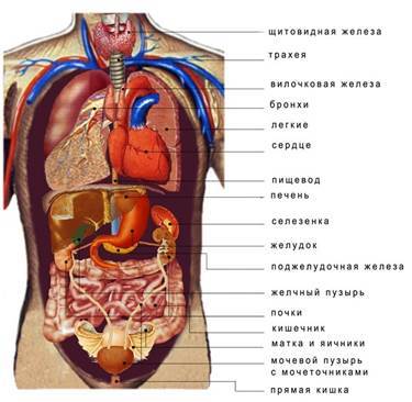 Ce este corpul (biologie)