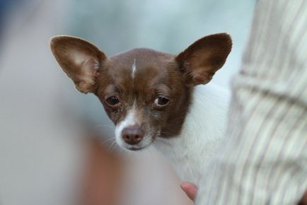 Ce este - Companion Dog (Companion Dog) Ce este - Companion Dog