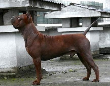 Chongqing (China Bulldog) rasa descriere, poze si pret