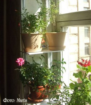 Flori la domiciliu - cum sa incepe sa se imperecheze nume plante de apartament, cumpărare, prin transfer