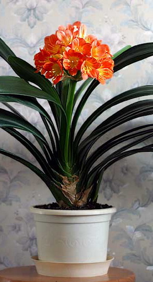 Flori cultivare Clivia la domiciliu (în creștere) Cultivarea Clivia Flori la domiciliu