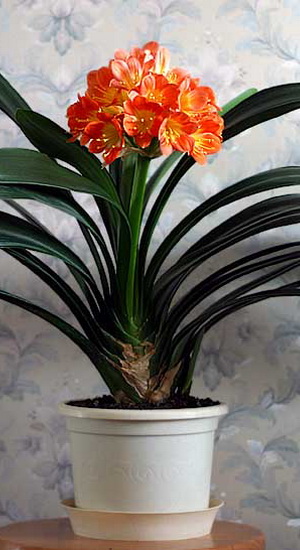 Cultivarea Clivia Flori la domiciliu