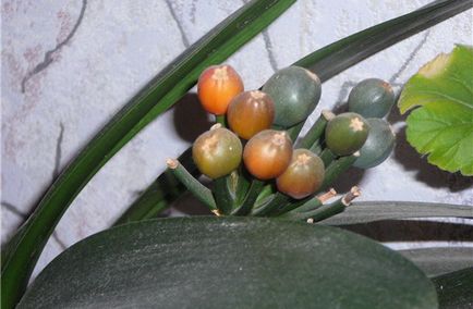 Cultivarea Clivia Flori la domiciliu