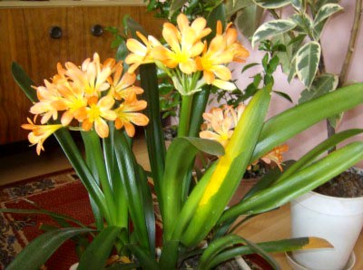 Flori de îngrijire la domiciliu Clivia, schimbare și reproducere (de îngrijire) Flori de îngrijire la domiciliu Clivia, schimbare și reproducere