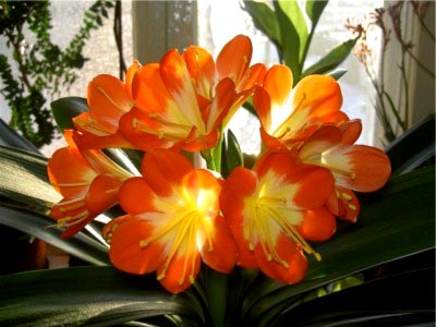 Flori de îngrijire la domiciliu Clivia, schimbare și reproducere