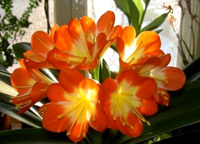 Flori de îngrijire la domiciliu Clivia, schimbare și reproducere (flori) Flori de îngrijire la domiciliu Clivia, schimbare și reproducere