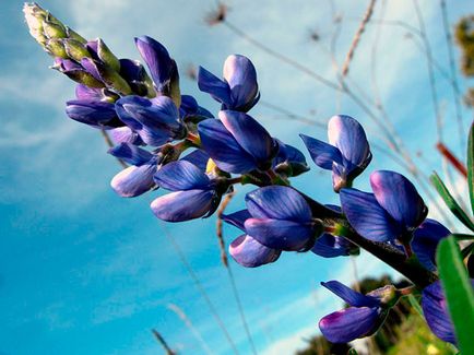 flori Lupin - în creștere din semințe; lupin fotografie, lupin perene - plantare și îngrijire