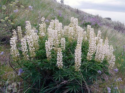 flori Lupin - în creștere din semințe; lupin fotografie, lupin perene - plantare și îngrijire