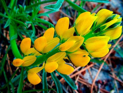 flori Lupin - în creștere din semințe; lupin fotografie, lupin perene - plantare și îngrijire