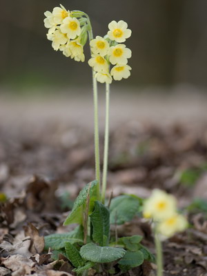 Primrose fotografie flori, cultivare și întreținere în casă, soiuri și reproducere