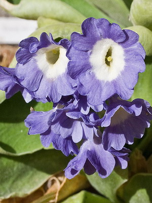 Primrose fotografie flori, cultivare și întreținere în casă, soiuri și de reproducere (fotografii) Primrose fotografie flori, cultivare și întreținere în casă, soiuri și reproducere