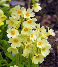 Flower Primula (Primrose) - grupuri și tipuri de primula