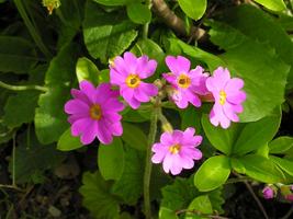 Flower Primula (Primrose) - grupuri și tipuri de primula