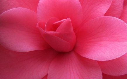 floare roz - cea mai bună zonă decorare