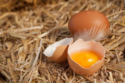 Zece motive pentru a nu arunca coji de ouă