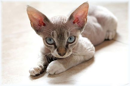 Devon Rex - fotografii, descriere, natura, conținutul, cumpărare (descriere) Devon Rex - fotografii, descriere, natura, conținutul, cumpăra