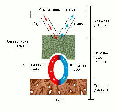 Respirație (fiziologie), enciclopedie