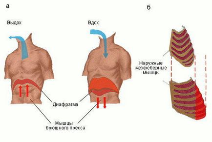Respirație (fiziologie), enciclopedie