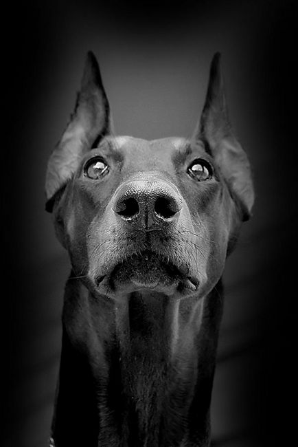 Dobermans câini diavolul (10 poze)
