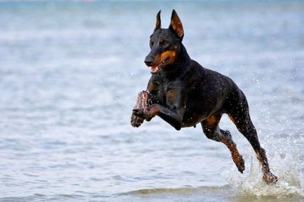 Dobermans câini diavolul (10 poze) (Doberman) Dobermans câini diavolul (10 poze)