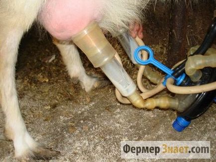Mașină de muls pentru capri cumpăra sau de a face propriile mâini