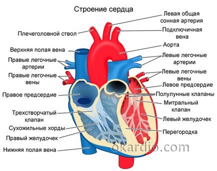 coardă suplimentară a ventriculului stâng cauze, tipuri, simptome și tratament