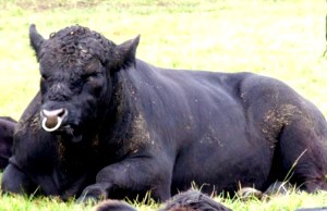 Demnitate și o descriere a rasei Aberdeen-Angus de vaci