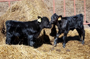 Demnitate și o descriere a rasei Aberdeen-Angus de vaci